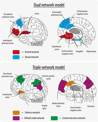 Frontiers The Link Between Structural And Functional Brain